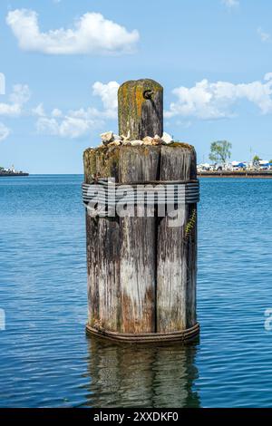 Vecchio posto di ormeggio in legno a cui ancorare le navi, situato nel porto di Owen Sound, Ontario. Foto Stock