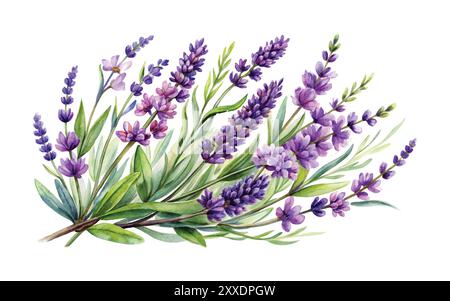 Disegno floreale Lavender Watercolor su sfondo bianco clipart dell'illustrazione vettoriale Illustrazione Vettoriale