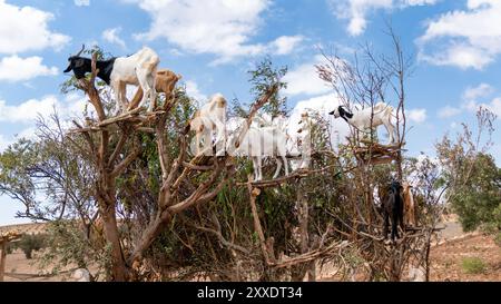 Capre che arrampicano sugli alberi di Argan in Marocco. Una vista unica della fauna selvatica in Africa. Foto Stock