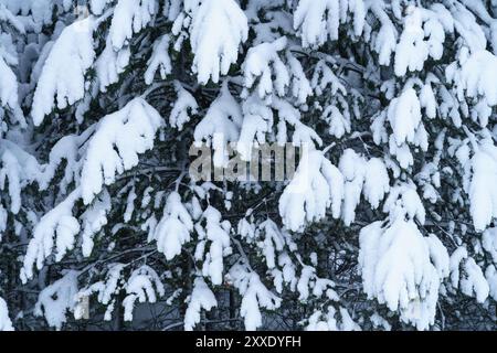 Rami di pini innevati, primo piano Foto Stock