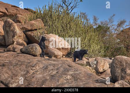 Il bradipo vigile si trova nel suo habitat al Daroji Sloth Bear Sanctuary, in India. Foto Stock