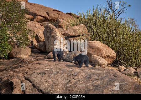 Una famiglia di orsi bradipi nel suo habitat al Daroji Sloth Bear Sanctuary, India. Foto Stock