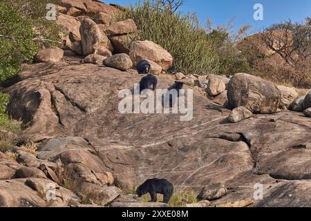 Una famiglia di orsi bradipi nel suo habitat al Daroji Sloth Bear Sanctuary, India. Foto Stock