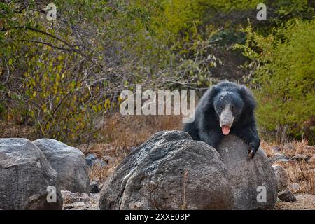 Un orso bradipo nel suo habitat al Daroji Sloth Bear Sanctuary, India. Foto Stock