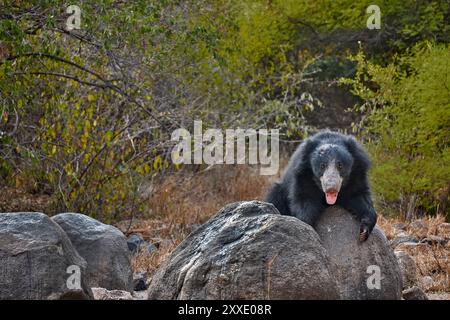 Un orso bradipo nel suo habitat al Daroji Sloth Bear Sanctuary, India. Foto Stock