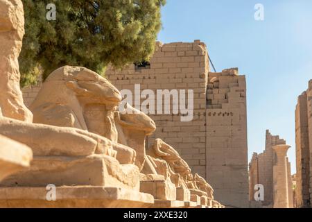 Il viale delle Sfingi offre un passaggio sacro tra i templi di Karnak e Luxor. Affiancato da file di sfingi enigmatici. Foto Stock