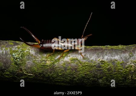 Comune Earwig - Forficula auricularia, comune insetto marrone-rossastro proveniente da case europee, cucine, giardini e prati, Zlin, Repubblica Ceca. Foto Stock