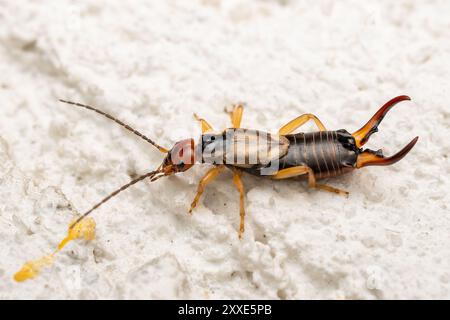 Comune Earwig - Forficula auricularia, comune insetto marrone-rossastro proveniente da case europee, cucine, giardini e prati, Zlin, Repubblica Ceca. Foto Stock