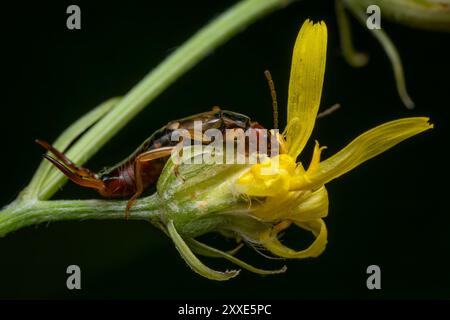 Comune Earwig - Forficula auricularia, comune insetto marrone-rossastro proveniente da case europee, cucine, giardini e prati, Zlin, Repubblica Ceca. Foto Stock