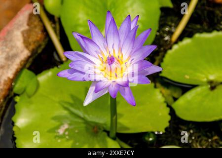 Bellezza acquatica, ninfee viola, note come Nymphaea, piante acquatiche galleggianti che producono grandi fiori di varie sfumature di viola. Di solito funzionano Foto Stock