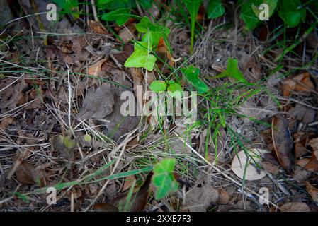 Gambero pigmeo in erba selvatica: Pelliccia grigio chiaro-marrone e coda pelosa lunga 2 Foto Stock