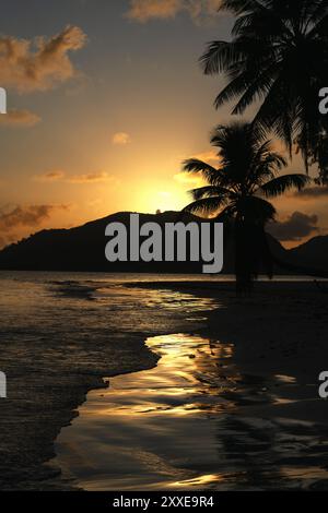 Silhouette di una palma sulla spiaggia all'alba alle Seychelles. Foto Stock