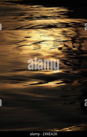 Silhouette di una palma sulla spiaggia all'alba alle Seychelles. Foto Stock