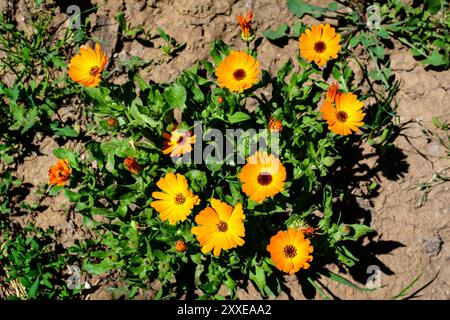 Fiori d'arancio vividi di Calendula officinalis pianta, noto come vaso marigold, ruddles, comune o scotch marigold in un giardino estivo soleggiato, flor testurizzato Foto Stock