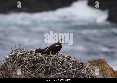 osprey (Pandion haliaetus) giovane uccello nel nido sulla costa di Terranova in Canada Foto Stock