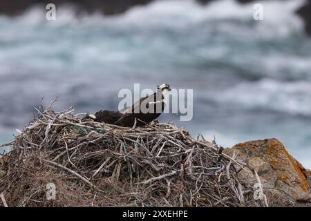 osprey (Pandion haliaetus) giovane uccello nel nido sulla costa di Terranova in Canada Foto Stock