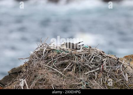 osprey (Pandion haliaetus) giovane uccello nel nido sulla costa di Terranova in Canada Foto Stock