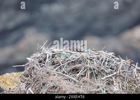 osprey (Pandion haliaetus) giovane uccello nel nido sulla costa di Terranova in Canada Foto Stock