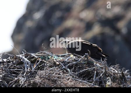 osprey (Pandion haliaetus) giovane uccello nel nido sulla costa di Terranova in Canada Foto Stock