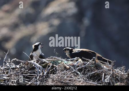 osprey (Pandion haliaetus) giovane uccello nel nido sulla costa di Terranova in Canada Foto Stock