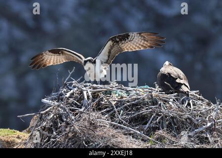 osprey (Pandion haliaetus) giovane uccello nel nido sulla costa di Terranova in Canada Foto Stock