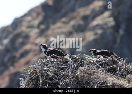 osprey (Pandion haliaetus) giovane uccello nel nido sulla costa di Terranova in Canada Foto Stock