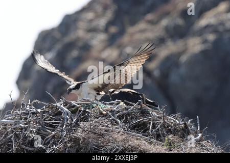 osprey (Pandion haliaetus) giovane uccello nel nido sulla costa di Terranova in Canada Foto Stock