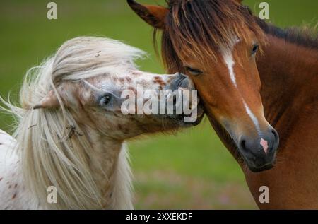 Due cavalli nella nuova Forest Hampshire, in Inghilterra, sembrano baciarsi in un'immagine divertente e carina. Foto Stock