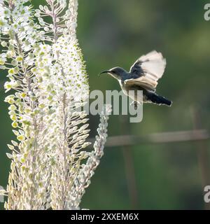 Una femmina palestina sunbird che si libra accanto a uno squill in fiore, entrambi retroilluminati dal sole del mattino. Foto Stock