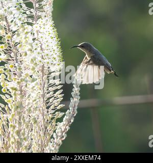 Una femmina palestina sunbird che si libra accanto a uno squill in fiore, entrambi retroilluminati dal sole del mattino. Foto Stock