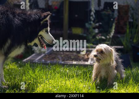 Yorkie e Husky sorridono in giardino Foto Stock