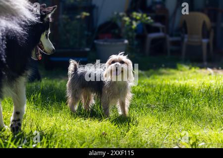 Yorkie sorride vicino a Husky in erba Foto Stock