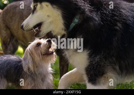 Grande Husky e piccolo Yorkie sorridono al parco per cani Foto Stock