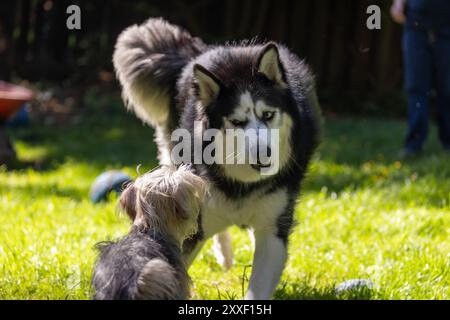 Husky che fa facce e gioca con Yorkie Foto Stock
