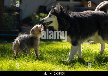 felice yorkie e amico husky nel cortile erboso Foto Stock