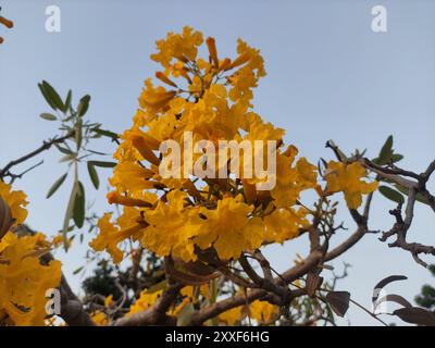 Fiori di Handroanthus chrysotrichus o fiori gialli di Tabebuia chrysotricha che fioriscono nel parco cittadino Foto Stock
