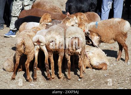 Un mercato del bestiame in Kirghizistan, asia centrale Foto Stock