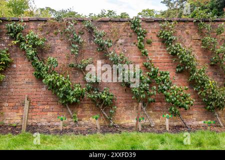 Pere che crescono su un cordone contro un muro di mattoni in un giardino, Regno Unito. 2024 Foto Stock