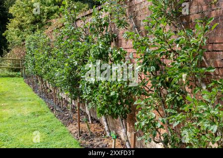 Pere che crescono su un cordone contro un muro di mattoni in un giardino, Regno Unito. 2024 Foto Stock