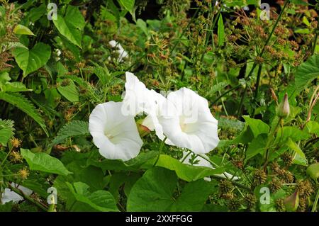 Fiori di Bindweed in un margine di campagna. Foto Stock