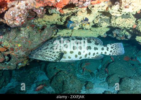 Sudafrica, baia di Sodwana, merluzzo di patate, cernie, spigola (Epinephelus tukula) Foto Stock