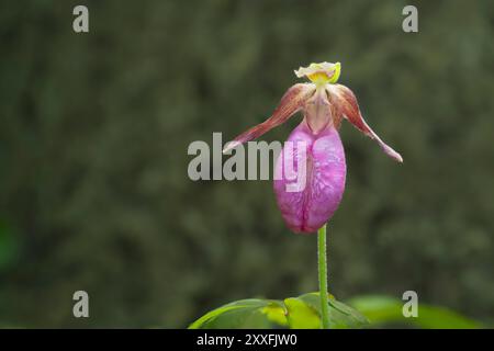 La pantofola Stemless Lady's o il fiore di mocassino che fioriscono nella foresta provinciale di Belair, Manitoba, Canada. Foto Stock