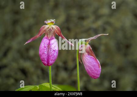 La pantofola Stemless Lady's o il fiore di mocassino che fioriscono nella foresta provinciale di Belair, Manitoba, Canada. Foto Stock