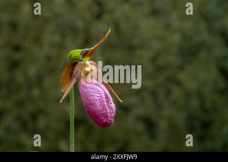 La pantofola Stemless Lady's o il fiore di mocassino che fioriscono nella foresta provinciale di Belair, Manitoba, Canada. Foto Stock