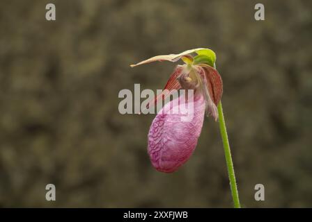 La pantofola Stemless Lady's o il fiore di mocassino che fioriscono nella foresta provinciale di Belair, Manitoba, Canada. Foto Stock