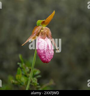 La pantofola Stemless Lady's o il fiore di mocassino che fioriscono nella foresta provinciale di Belair, Manitoba, Canada. Foto Stock