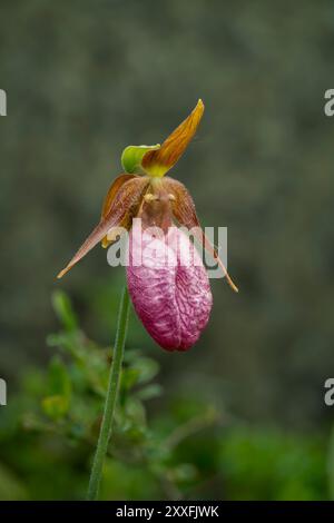 La pantofola Stemless Lady's o il fiore di mocassino che fioriscono nella foresta provinciale di Belair, Manitoba, Canada. Foto Stock