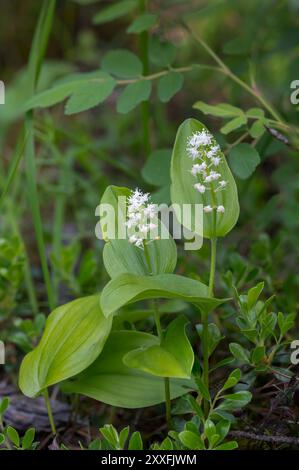 La pianta Canada Mayflower con fiori nella foresta di Libau, vicino a Libau, Manitoba, Canada. Foto Stock