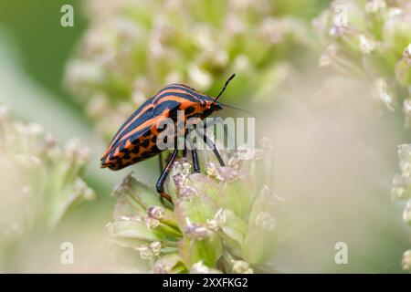 Gli insetti italiani puzzano Foto Stock