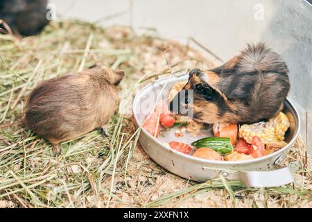 Due cavie sono seduti in una ciotola con un pasto a base di verdure. Consumo sano di verdure. Cura degli animali allo zoo dei contatti. Foto di alta qualità Foto Stock